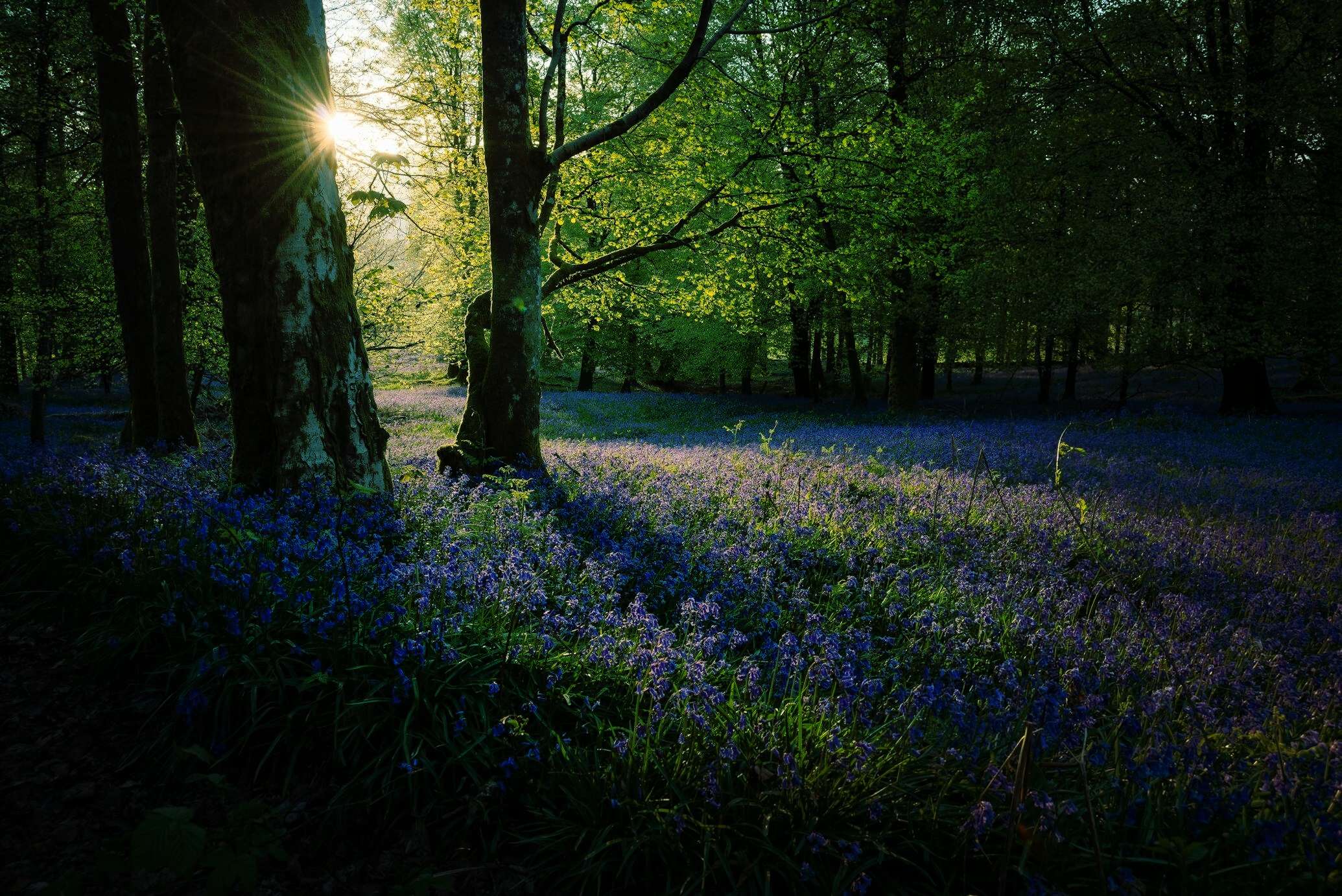add vignette effect to a spring forest photo