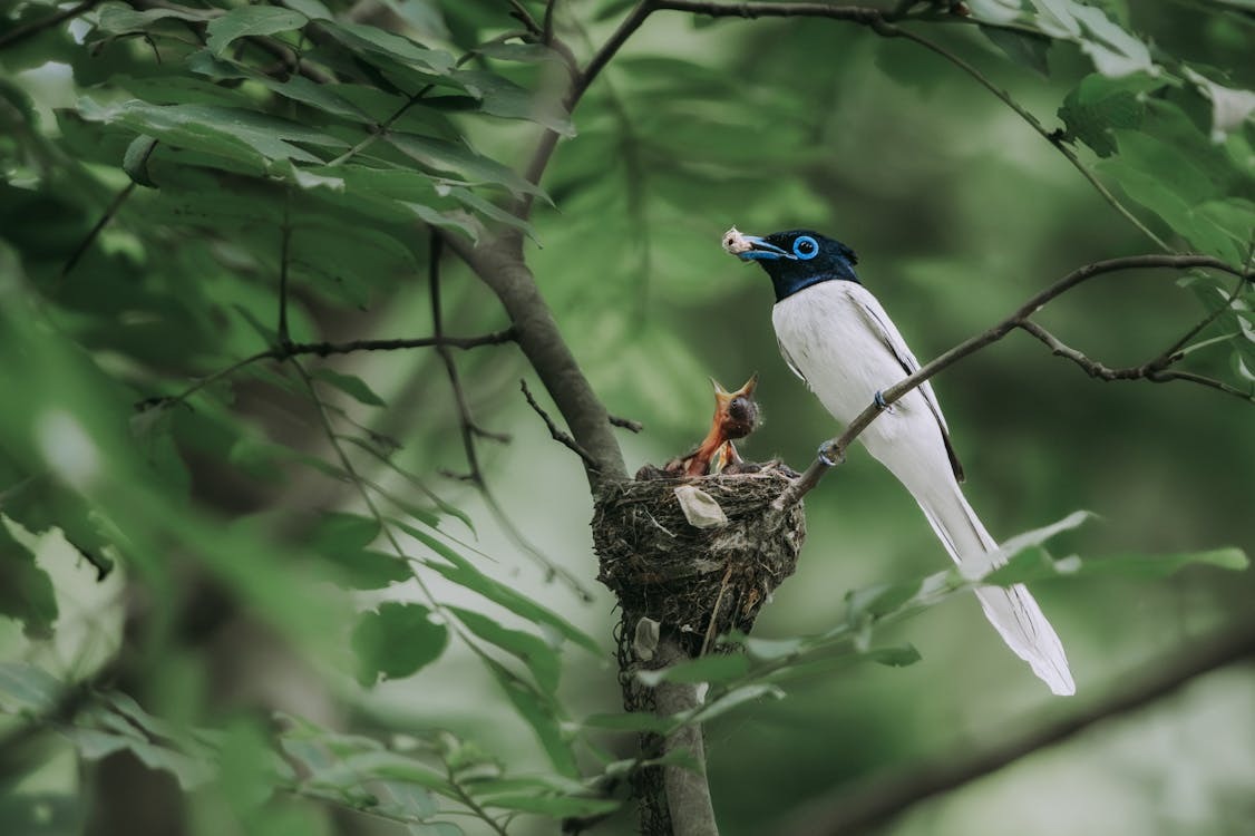 bird nesting
