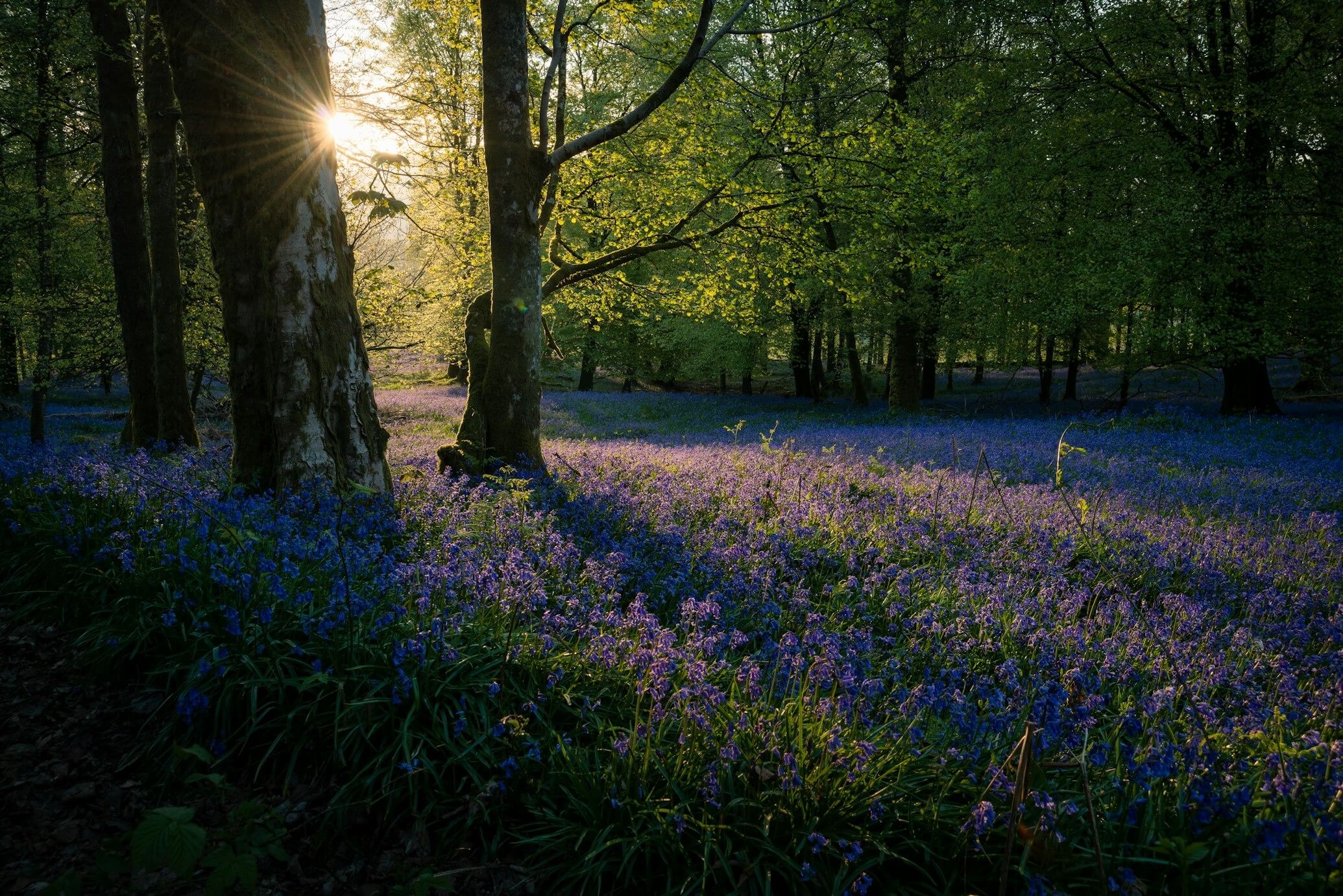 spring forest basking in sunlight